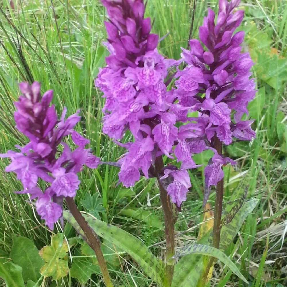 Baldo Organik Salep 35 gr