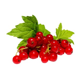 Organik Bektaşi Üzümü (Frenk Üzümü) Şale