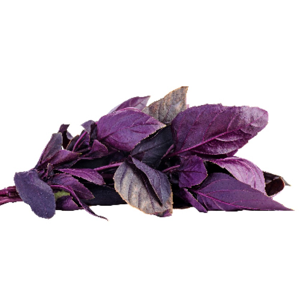 Organik Mor Fesleğen (Reyhan)