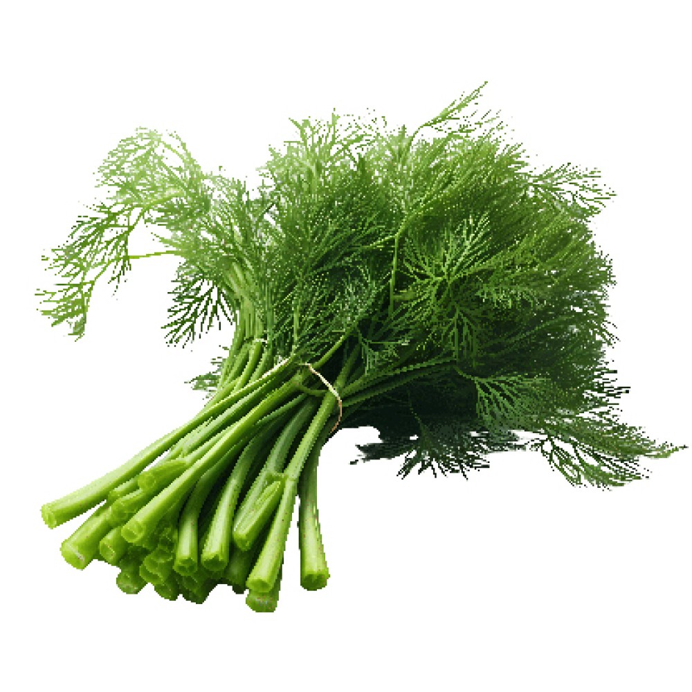 Organik Dereotu Demet