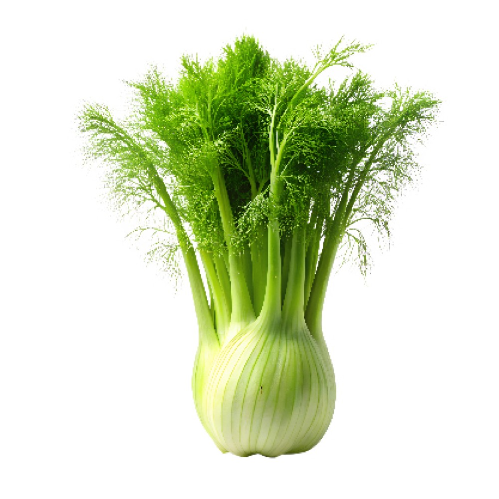 Organik Rezene (Adet)