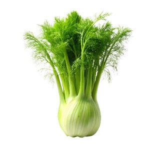 Organik Rezene (Adet)