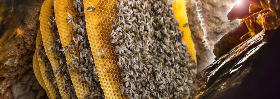 Karakovan Balı Nedir? Hakiki Karakovan Balı Nasıl Anlaşılır?