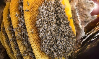 Karakovan Balı Nedir? Hakiki Karakovan Balı Nasıl Anlaşılır?