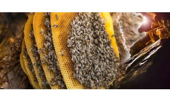 Karakovan Balı Nedir? Hakiki Karakovan Balı Nasıl Anlaşılır?